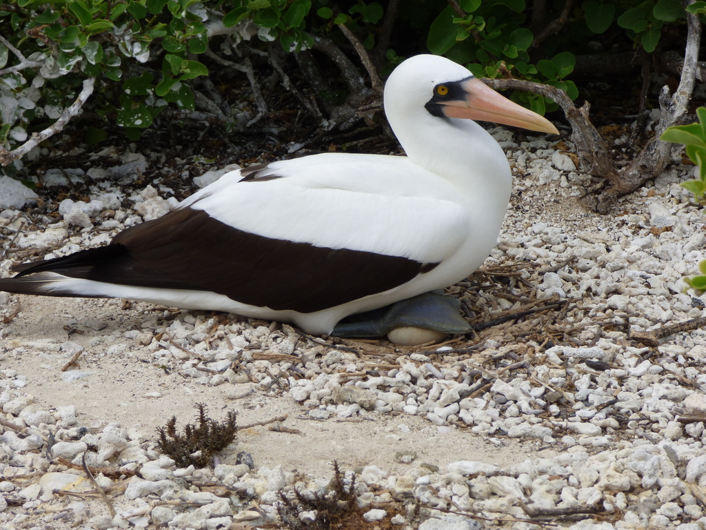 Nazca Booby photo