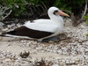 Nazca Booby - Photo (c) Douglas J. Long, some rights reserved (CC BY-NC), uploaded by Douglas J. Long