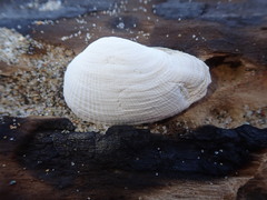 Petricola californiensis image
