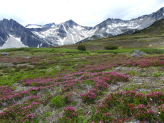 Phyllodoce empetriformis