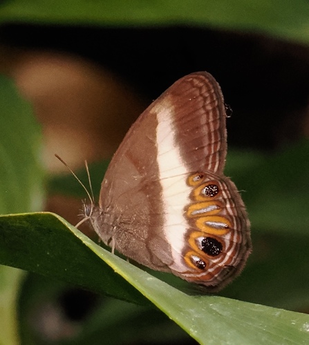 Splendeuptychia toynei