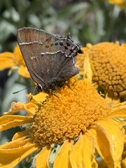Callophrys spinetorum