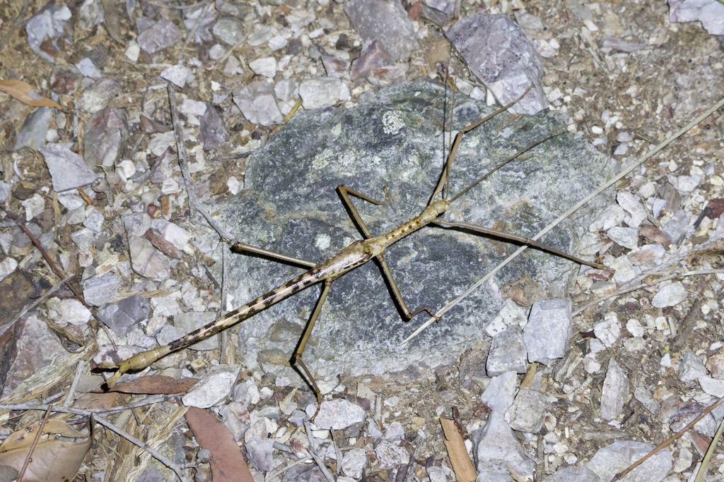 Giant Spiny Acrophylla from Burbank QLD, Australia on December 7, 2024 ...