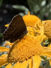 Callophrys spinetorum