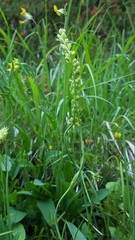 Tofieldia calyculata