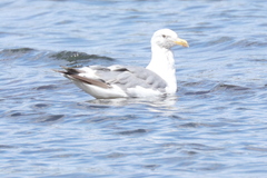 Larus glaucescens × occidentalis