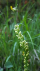 Tofieldia calyculata