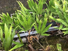 Pyrrosia polydactylos