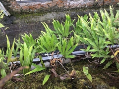 Pyrrosia polydactylos