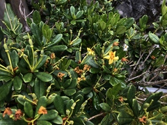 Rhododendron kawakamii