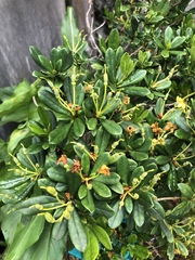 Rhododendron kawakamii