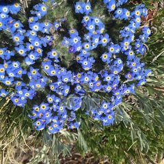 Eritrichium argenteum