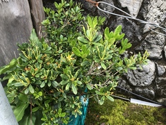 Rhododendron kawakamii
