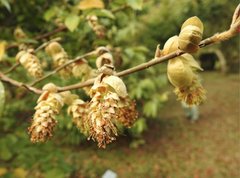 Corylopsis multiflora