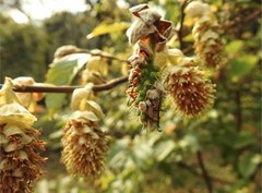 Corylopsis multiflora