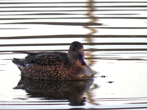 iNaturalist observation photo of Gadwall