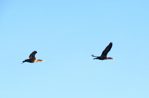 iNaturalist observation photo of Double-crested Cormorant