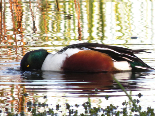 iNaturalist observation photo of Northern Shoveler