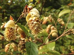 Corylopsis multiflora