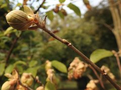 Corylopsis multiflora