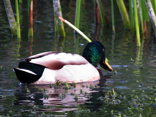 iNaturalist observation photo of Mallard