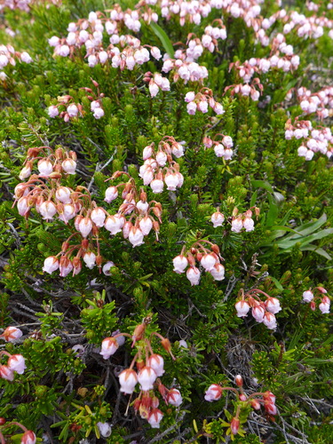 Phyllodoce X intermedia