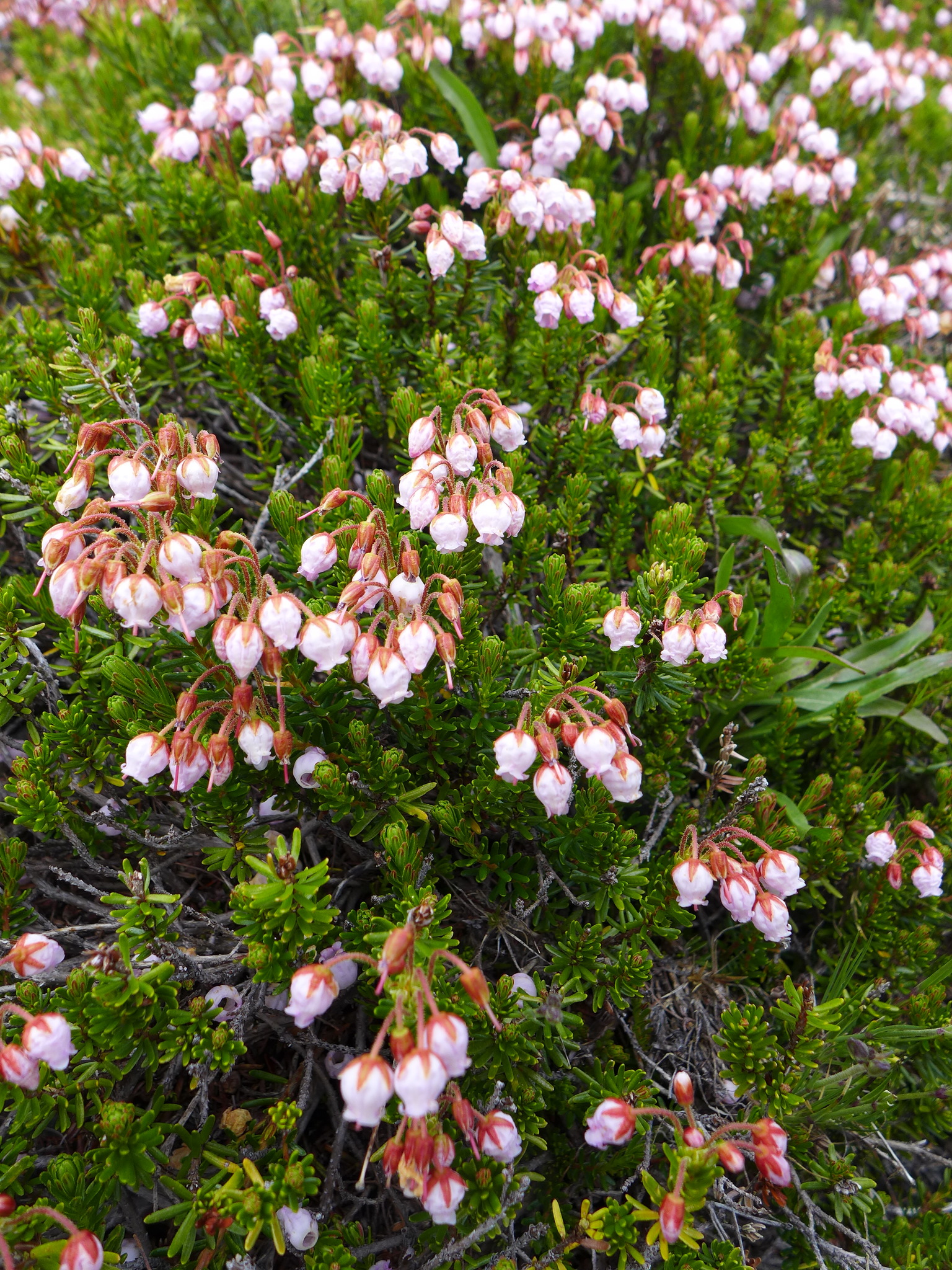 Phyllodoce X intermedia