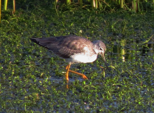 iNaturalist observation photo of Greater Yellowlegs