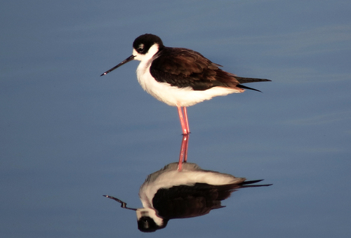 iNaturalist observation photo of Black-necked Stilt