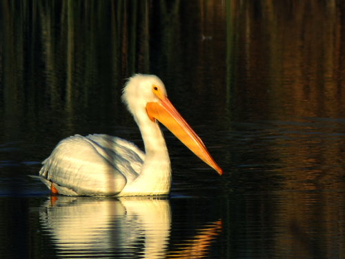 iNaturalist observation photo of American White Pelican