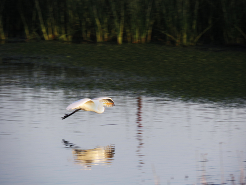 iNaturalist observation photo of Great Egret