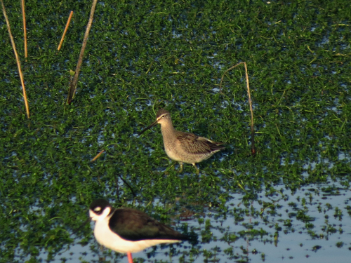 iNaturalist observation photo of Long-billed Dowitcher