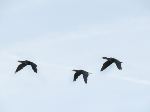 iNaturalist observation photo of Double-crested Cormorant