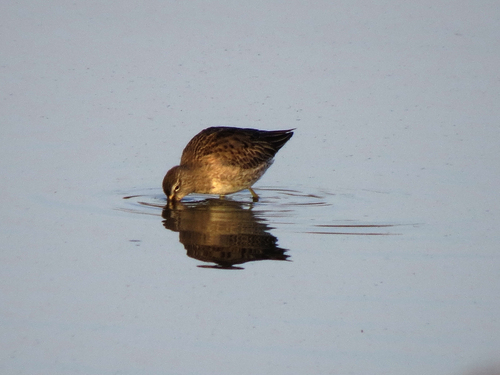 iNaturalist observation photo of Long-billed Dowitcher