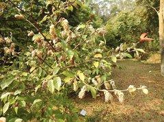 Corylopsis multiflora