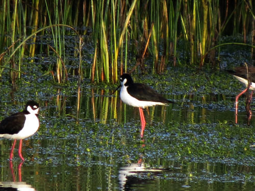 iNaturalist observation photo of Black-necked Stilt