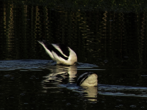 iNaturalist observation photo of American Avocet