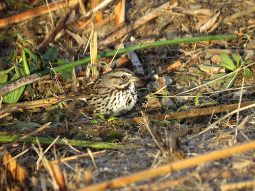 iNaturalist observation photo of Song Sparrow