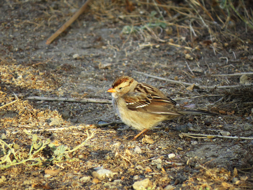iNaturalist observation photo of White-crowned Sparrow