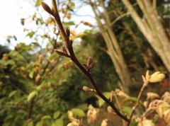 Corylopsis multiflora