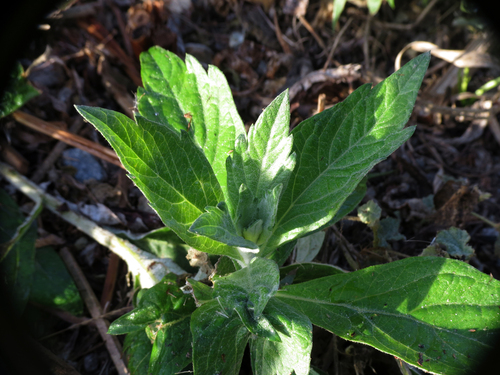 iNaturalist observation photo of California mugwort