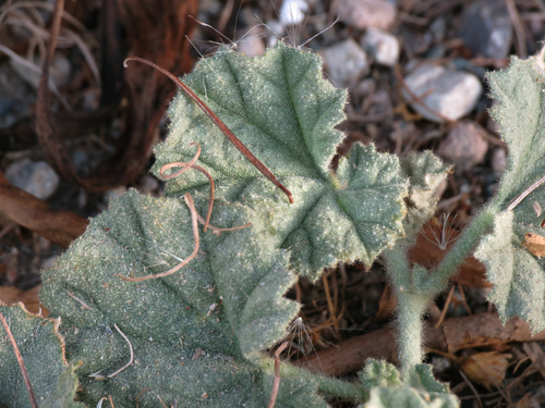 iNaturalist observation photo of alkali mallow