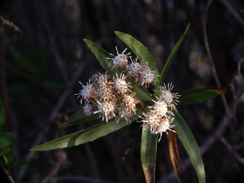 iNaturalist observation photo of mule fat