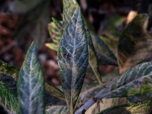 iNaturalist observation photo of California mugwort