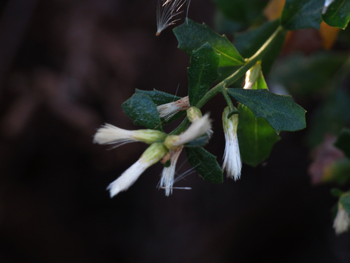 iNaturalist observation photo of coyote brush