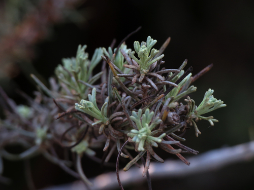iNaturalist observation photo of California sagebrush