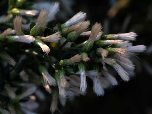 iNaturalist observation photo of coyote brush
