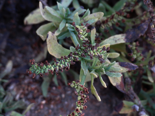 iNaturalist observation photo of alkali heliotrope
