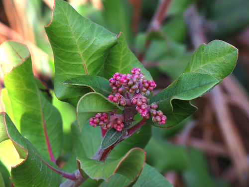iNaturalist observation photo of lemonade berry