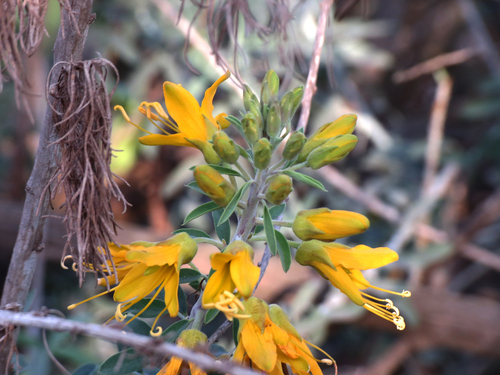 iNaturalist observation photo of Bladderpod